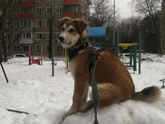 Новый член семьи