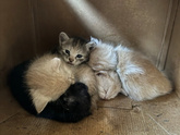 Вопрос с котёнком решён ?⬛