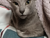 Котосемья