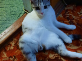 Кот или кошка?
