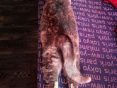 Питомцы.
