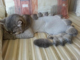 Станет ли любящая хозяйка так стричь кота?