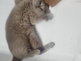 Кот довел до истерики