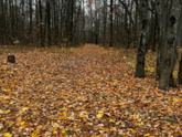 Доброе осеннее утро 🍁