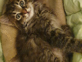 Котёнок