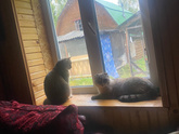 Котёнок ест натуралку.