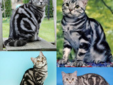 Кошка невская маскарадная и кот британец, чего ждать от котят?