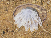 Море