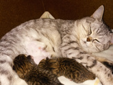 Моя кошка