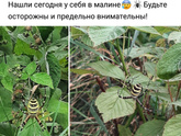 Сос! Тараканы