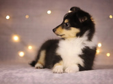 Забрали сегодня нашу лапочку🐶 Как назвать?
