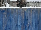 Лось в городе