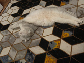 Шотландский кот