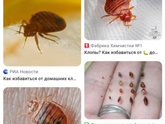 Девочки,Это комары??