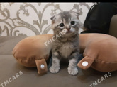 Девочки какой лучше?)))