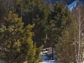 Прогулка, лес в марте