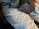 Породистая кошка?