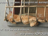 Без кота и жизнь не та)