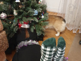 Мы нарядили нашу ёлочку)