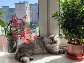 Кошки/мышки