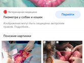 Стерилизовать или нет? Собака