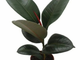 Фикус elastica robusta