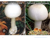 Бледная поганка??♀️