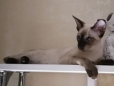 Домашние животные🥰