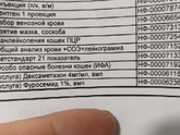 Отвезла кота в ветеринарку.