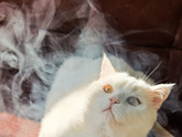 Котик