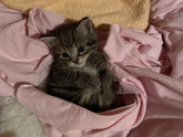 Как мать кота , скажу ) переживаю
