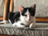 Котёнок