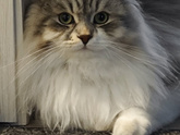 Кот