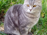 Домашние животные🥰