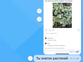 Девочки,Что за растение?Перебралось