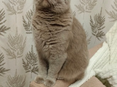 Кошки