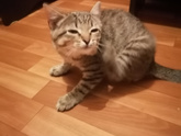 Какое-то ?