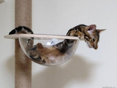 Складные котики)