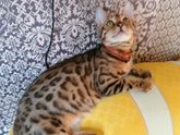 Это же бенгальская кошка?