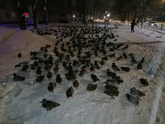 У нас нашествие уток