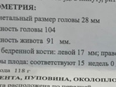 УЗИ в 15-16 недель