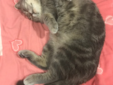 Домашние животные🥰