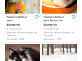 Котёнок Брянск