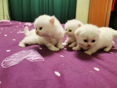 Ищу котенка!! Москва!!