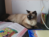 Какие у вас животные дома?
