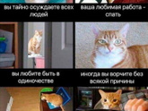 Много ли среди нас котиков?
