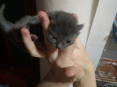 Помогите с котятами
