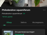 Девочки , подскажите название этого растения )