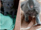 Кошатники,проверим пол котят?