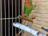 Пополнение в нашей семье 🦜